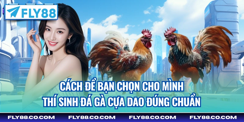 Cách để bạn chọn cho mình thí sinh đá gà cựa dao đúng chuẩn
